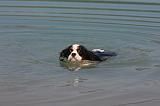 CAVALIER KING CHARLES 641